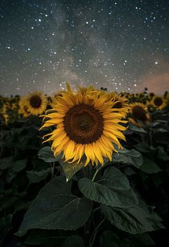 Sunflowers vs. Milkyway by Patrick Noack