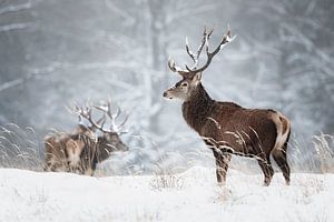 Un cerf dans la neige sur Daniela Beyer