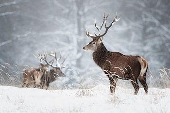 Herten in de sneeuw
