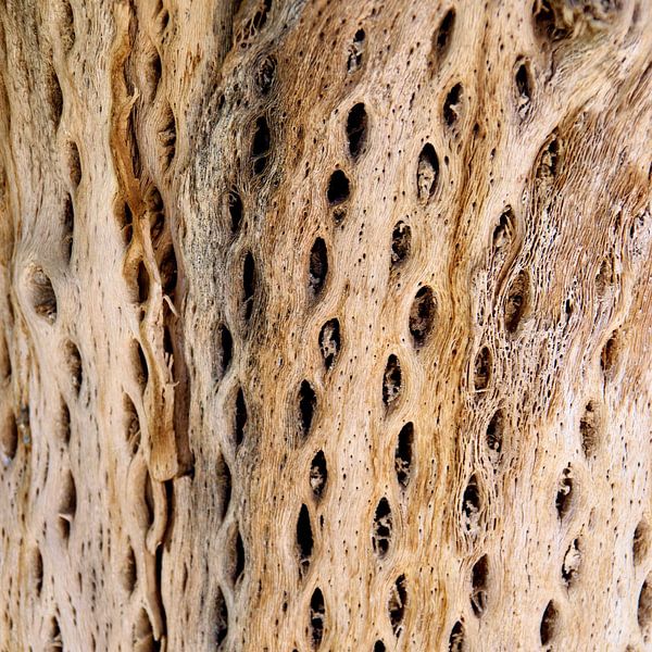 woody par frederike simons