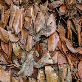 Herfst bladeren van Paul Zoetemeijer Fotografie