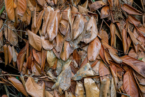 Herfst bladeren
