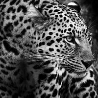 Elegantie in het Wild: Close-up van een Luipaard
