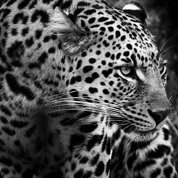 L'élégance à l'état sauvage : gros plan sur un léopard