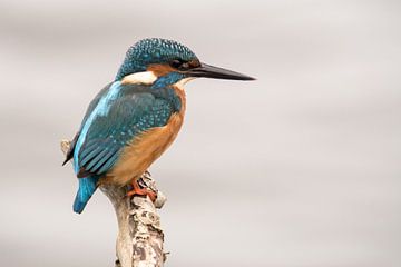 IJsvogel op een stok met wazige achtergrond