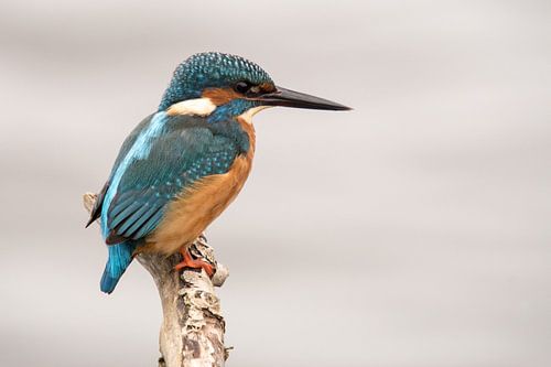 IJsvogel op een stok met wazige achtergrond