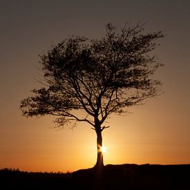 Eenzame boom in Kale Duinen (Aekingerzand) in Drents-Friese Wold van Meindert van Dijk