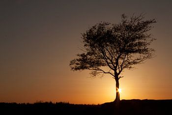 Einsamer Baum in Kale Duinen (Aekingerzand) in Drents-Friese Wold