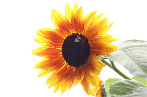 Sonnenblume mit Besuch