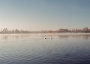 Cygnes dans un paysage d'hiver sur Imagination by Mieke