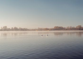 Swans in a winter landscape