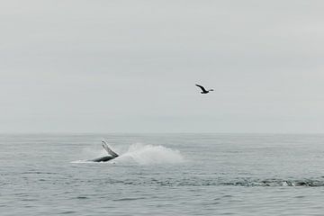 La baleine et la mouette sur Marika Huisman fotografie