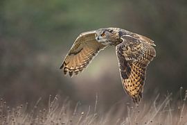 Hibou grand-duc en vol sur Jeroen Stel