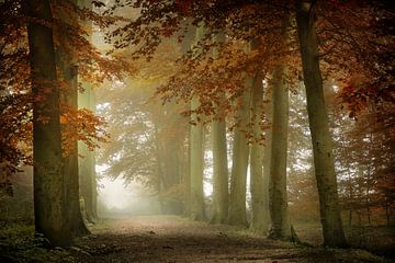 Soft Forest (Mistig Herfstbos) van Kees van Dongen