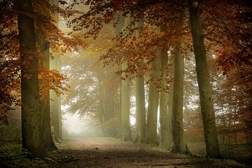 Sanfter Wald (Nebliger Herbstwald)