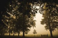 Morgenmist