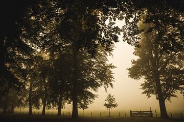 Morgennebel von Voorbeeld Fotografie