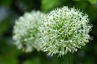 Witte Allium in bloei
