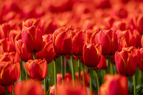 Rode tulpen