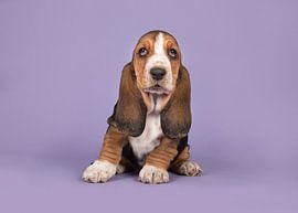 Basset-Welpe in violett von Elles Rijsdijk