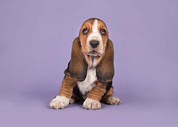 Basset pup in paars van Elles Rijsdijk