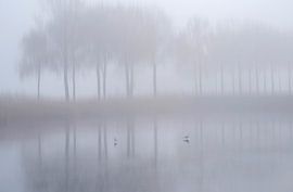 Trees in a cold and foggy landscape. by Franke de Jong