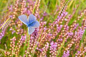 Icarus blauwtje en heide op Texel / Common blue and heather on Texel