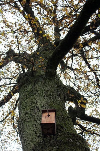 Maison dans les arbres pour les oiseaux par Froukje Smees