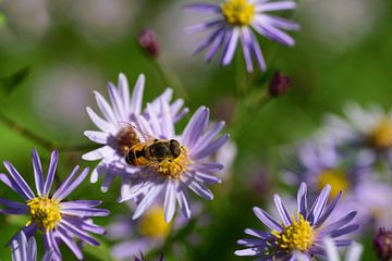 Bee on asters by Ulrike Leone