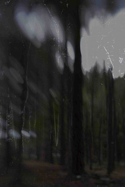 Weird forest by John Westerveld