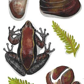 La grenouille et les cailloux sur Blad&Beeld