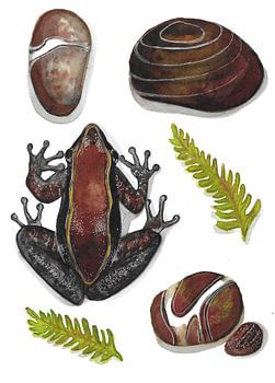 La grenouille et les cailloux