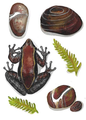 Frog and pebbles