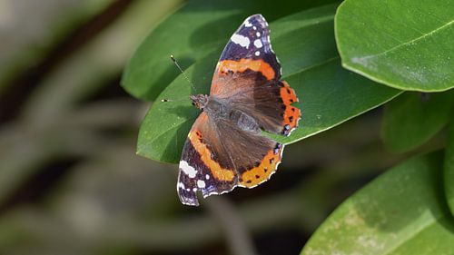 Atalanta Schmetterling