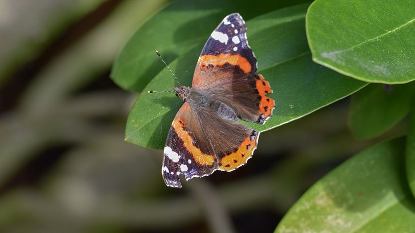 atalanta butterfly by Kim de Been