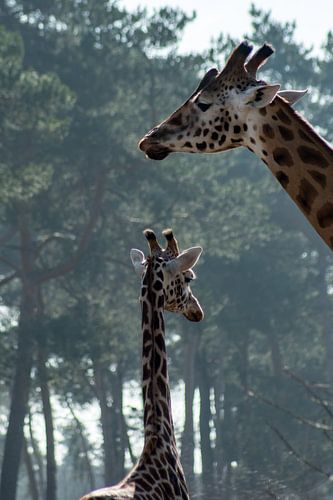 giraffe