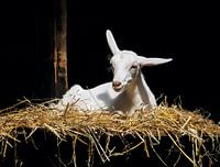 Goat