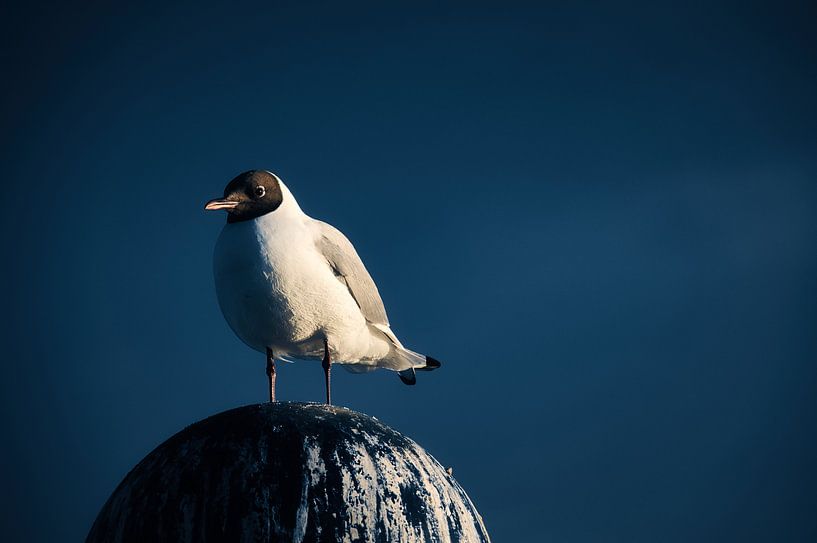 Möwen auf einer Buhne an der Ostsee. von Martin Köbsch