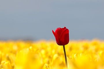 Rote Tulpe überragt gelbe Tulpen von W J Kok