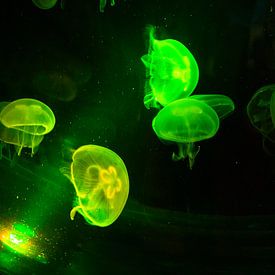 Glowing Jellyfish by Michelle Rook