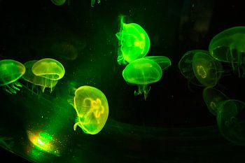 Glühende Qualle