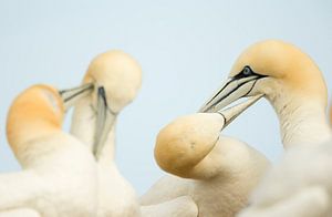 Northern Gannets preening each other sur AGAMI Photo Agency