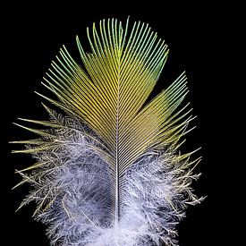 Ring-Necked parakeet feather by Floris Kok