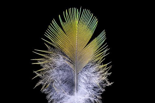 Ring-Necked parakeet feather