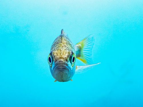 Perch in shallow water 4
