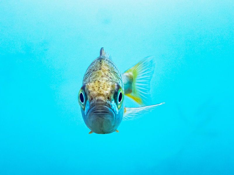 Perche en eau peu profonde 4 par Martin Opladen