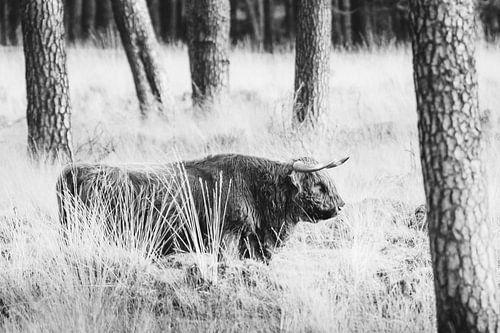 Schotse hooglander in de bossen van het Deelerwoud op de Veluwe