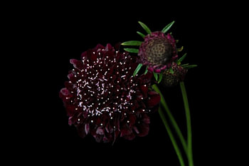 Burgundy Veil