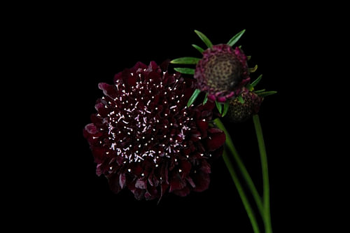 Burgundy Veil