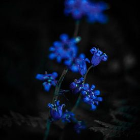 wilde bloemen van Anne-Fleur Eggengoor